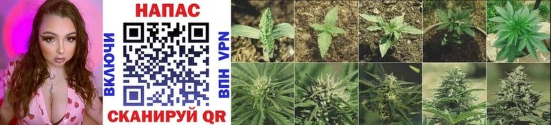 Бошки Шишки White Widow Дудинка